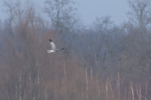 Błotniak zbożowy - samiec (fot. J.Wyka)