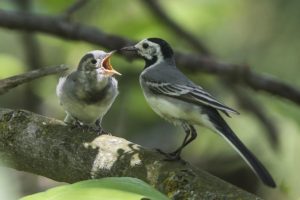 Pliszka siwa (Motacilla alba) - podlot i osobnik dorosły. fot. Jakub Wyka