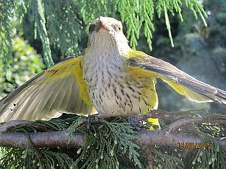 Wilga, fot. Tomasz (list z 23.08.2015)