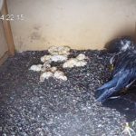 Nad Skawiną przeszła gwałtowna burza. Nasze sokolęta poznawały wiatr, poznawały ulewę. Pewnie pierwszy raz w życiu. Rozkładały skrzydła na wietrze, dostosowywały się do jego kierunku. Gdy były już zupełnie mokre, schowały się w budce.
