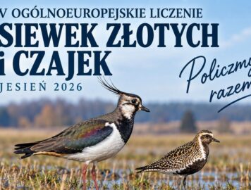 V. OGÓLNOEUROPEJSKIE LICZENIE SIEWEK ZŁOTYCH I CZAJEK