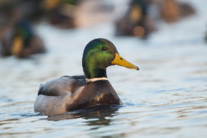 Krzyżówka (Anas platyrhynchos) fot. J.Wyka