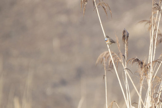 Podróżniczek (Luscinia svecica) fot. J. Wyka