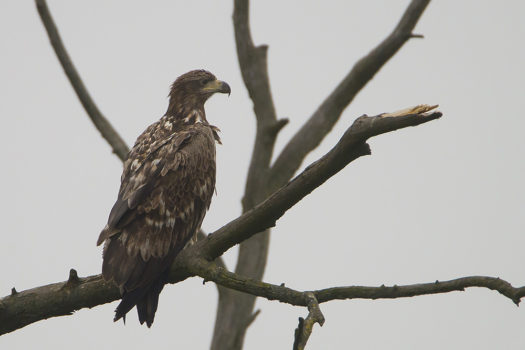 Bielik (Haliaeetus albicilla) fot. J. Wyka