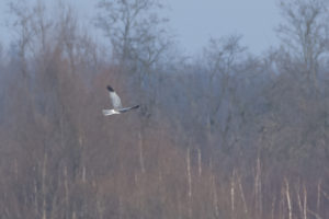 Błotniak zbożowy - samiec (fot. J.Wyka) - fotografia dokumentacyjna