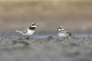 Sieweczki rzeczne (Charadrius dubius) fot. Jakub Wyka