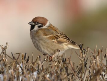 ATLAS PTAKÓW KRAKOWA 2026-2028