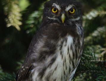 VI. Wiosenny Zjazd Ornitologów Polski Płd.-Wsch.