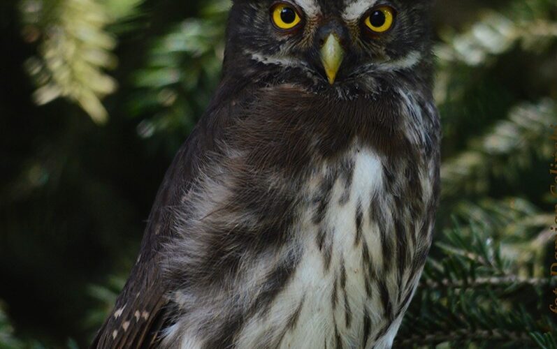 VI. Wiosenny Zjazd Ornitologów Polski Płd.-Wsch.